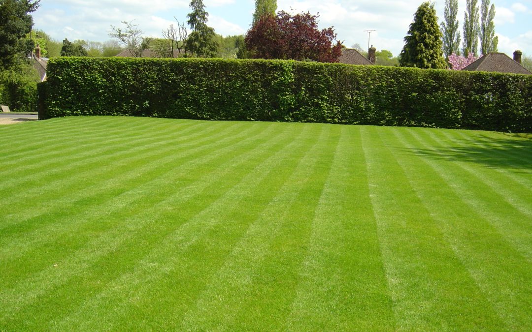 TOP 5 – Spring lawn maintenance tips